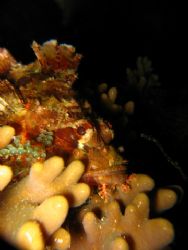 Scorpion Fish..hiding,taken with my Cannon S80 1/250s, Fo... by Zafarol Lokman 